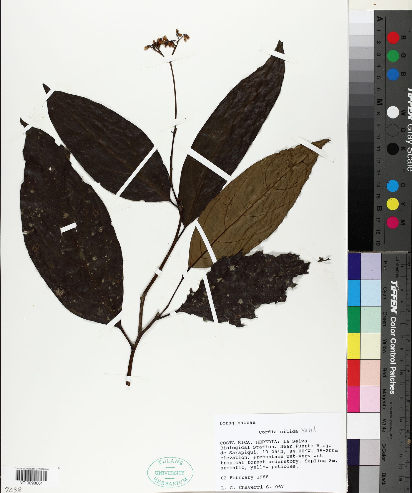 Cordia nitida image