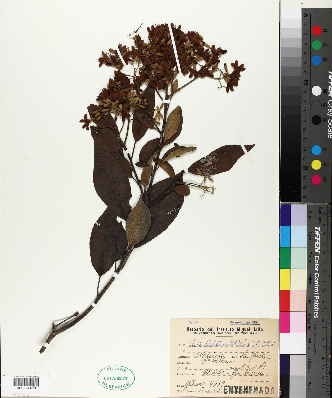 Cordia trichotoma image