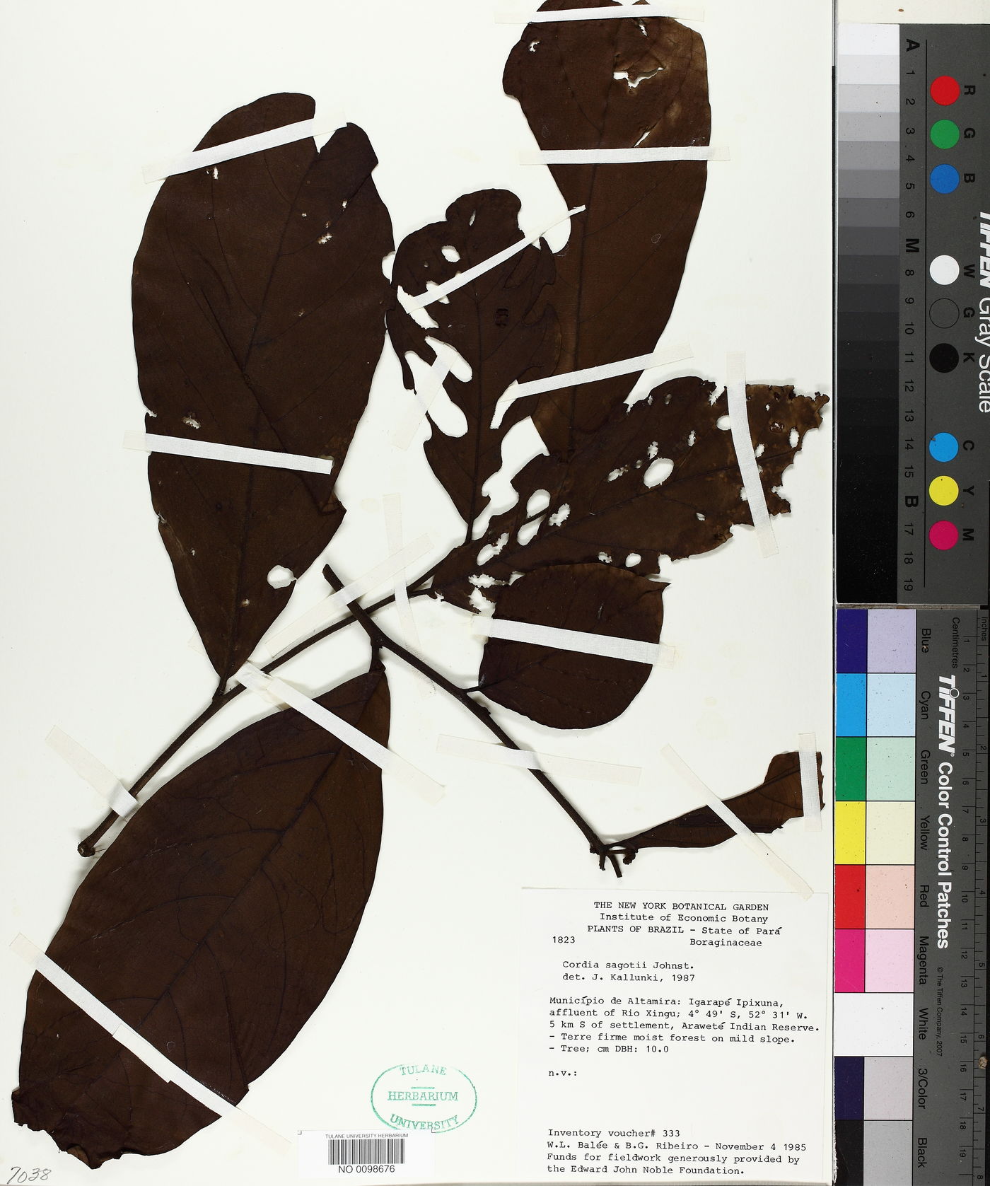 Cordia sagotii image
