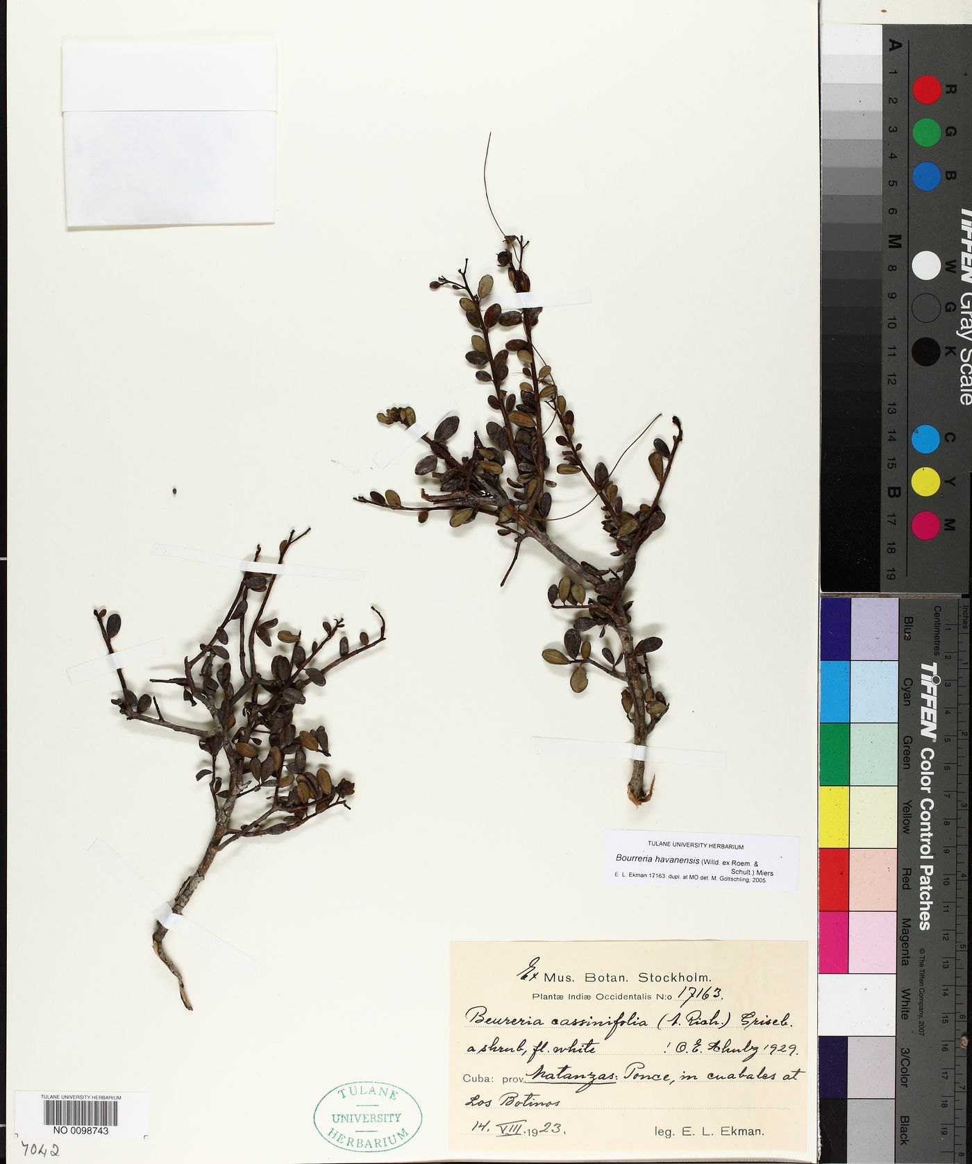 Bourreria havanensis image