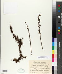 Bourreria microphylla image