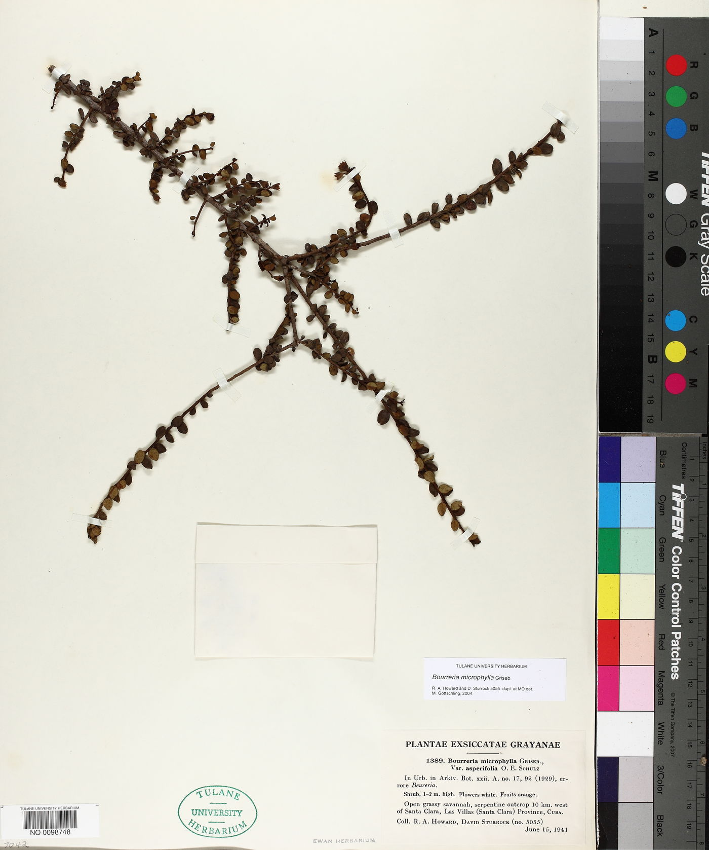 Bourreria microphylla image