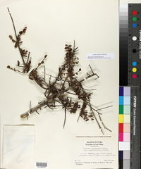 Bourreria microphylla image