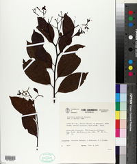 Image of Bourreria oxyphylla