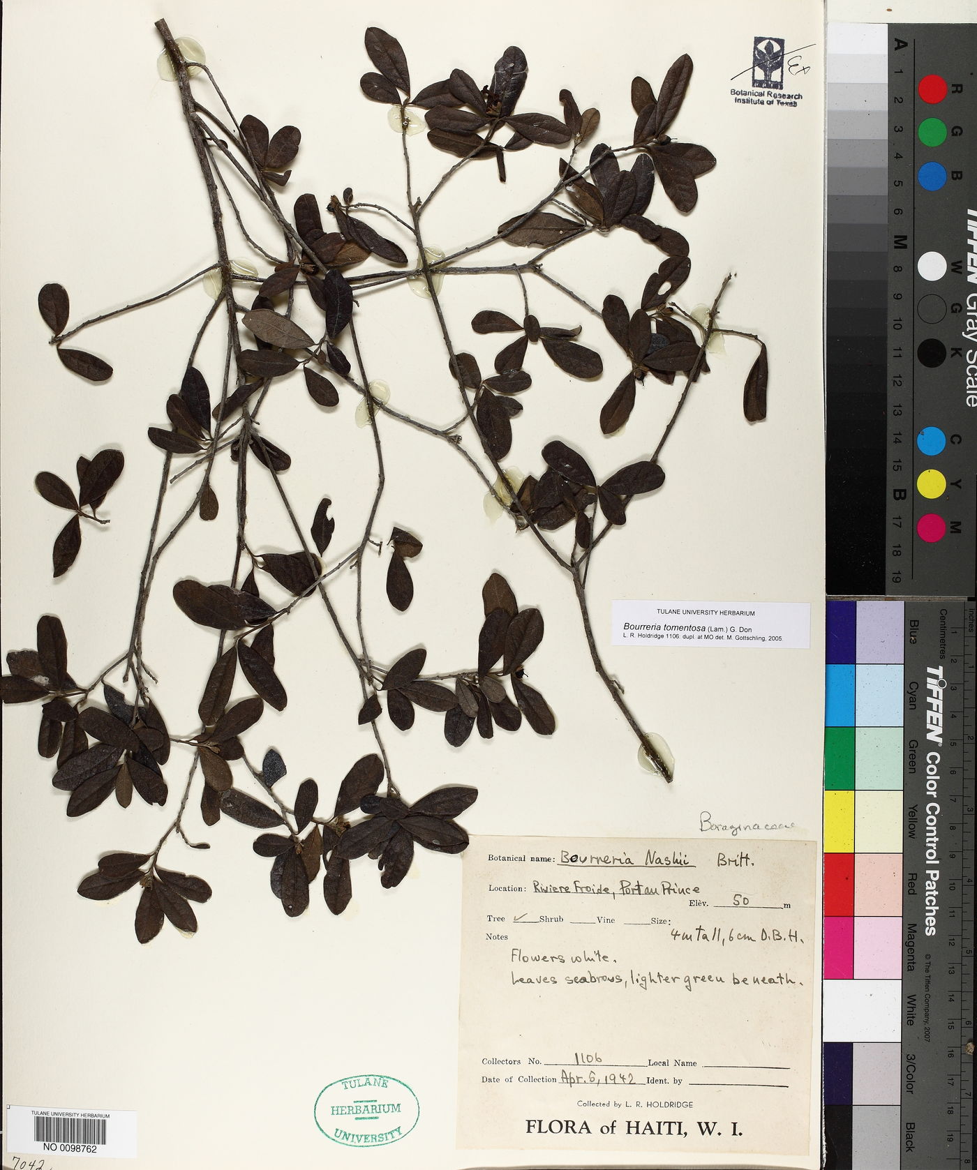 Bourreria tomentosa image