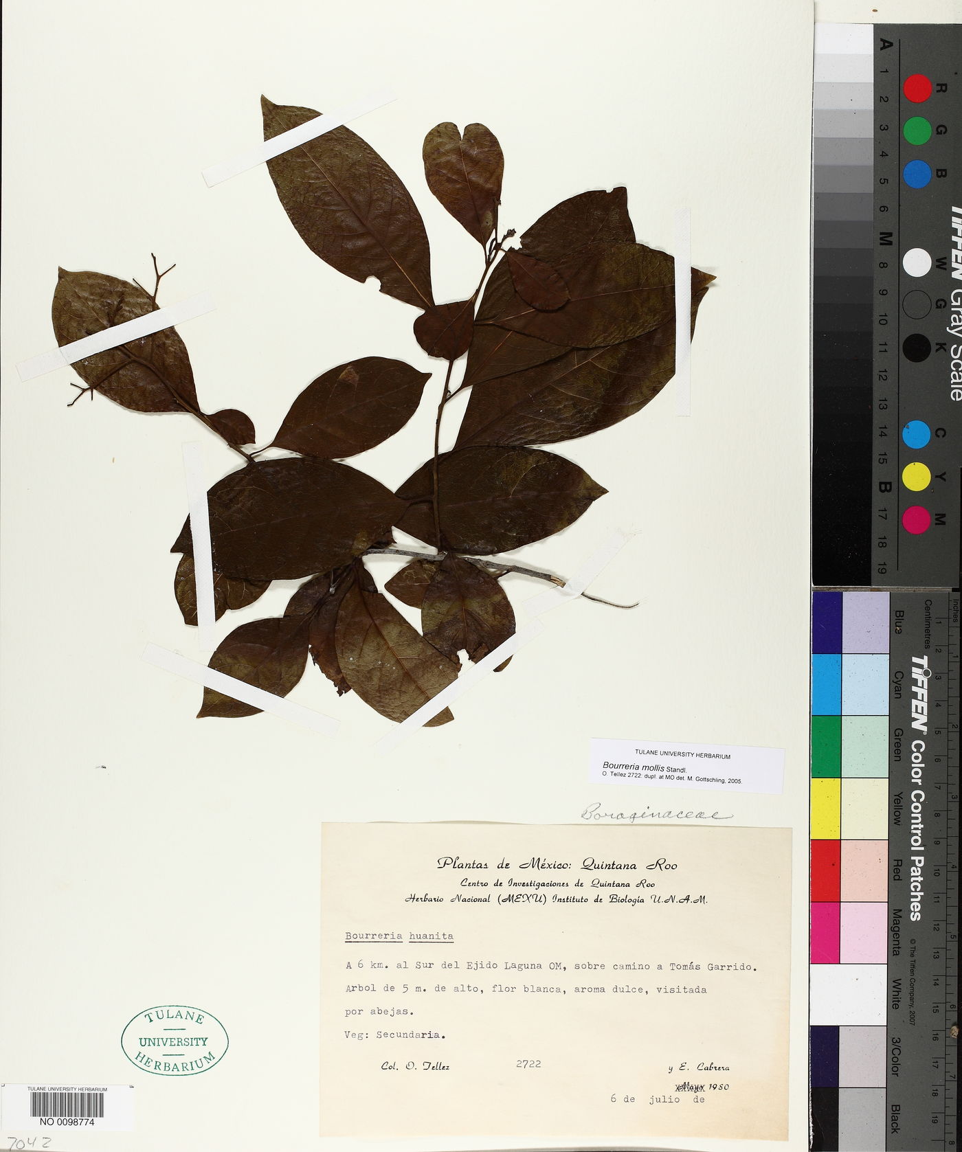 Bourreria mollis image