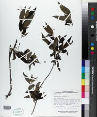 Tournefortia volubilis image