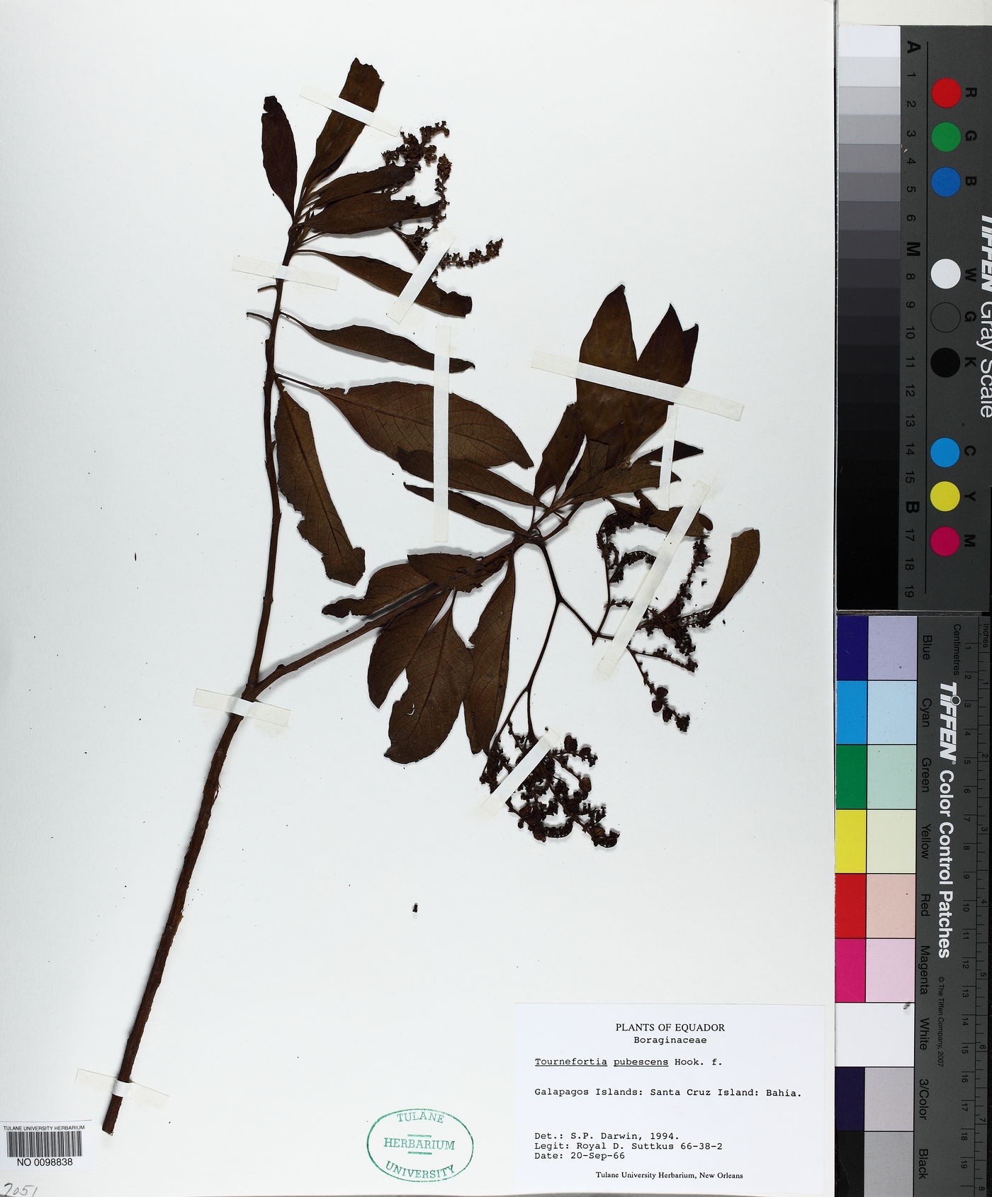 Tournefortia pubescens image