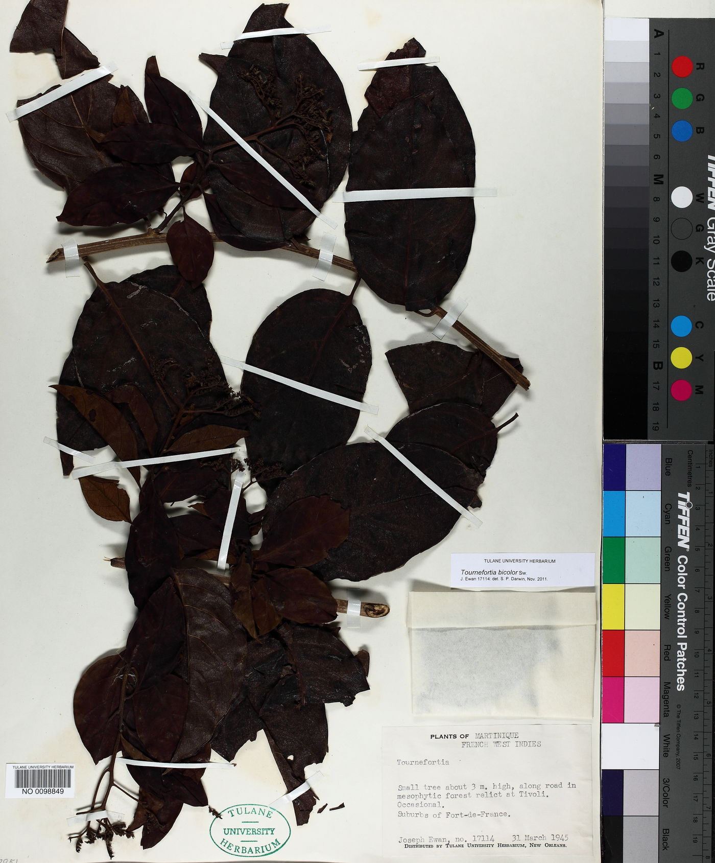 Tournefortia bicolor image