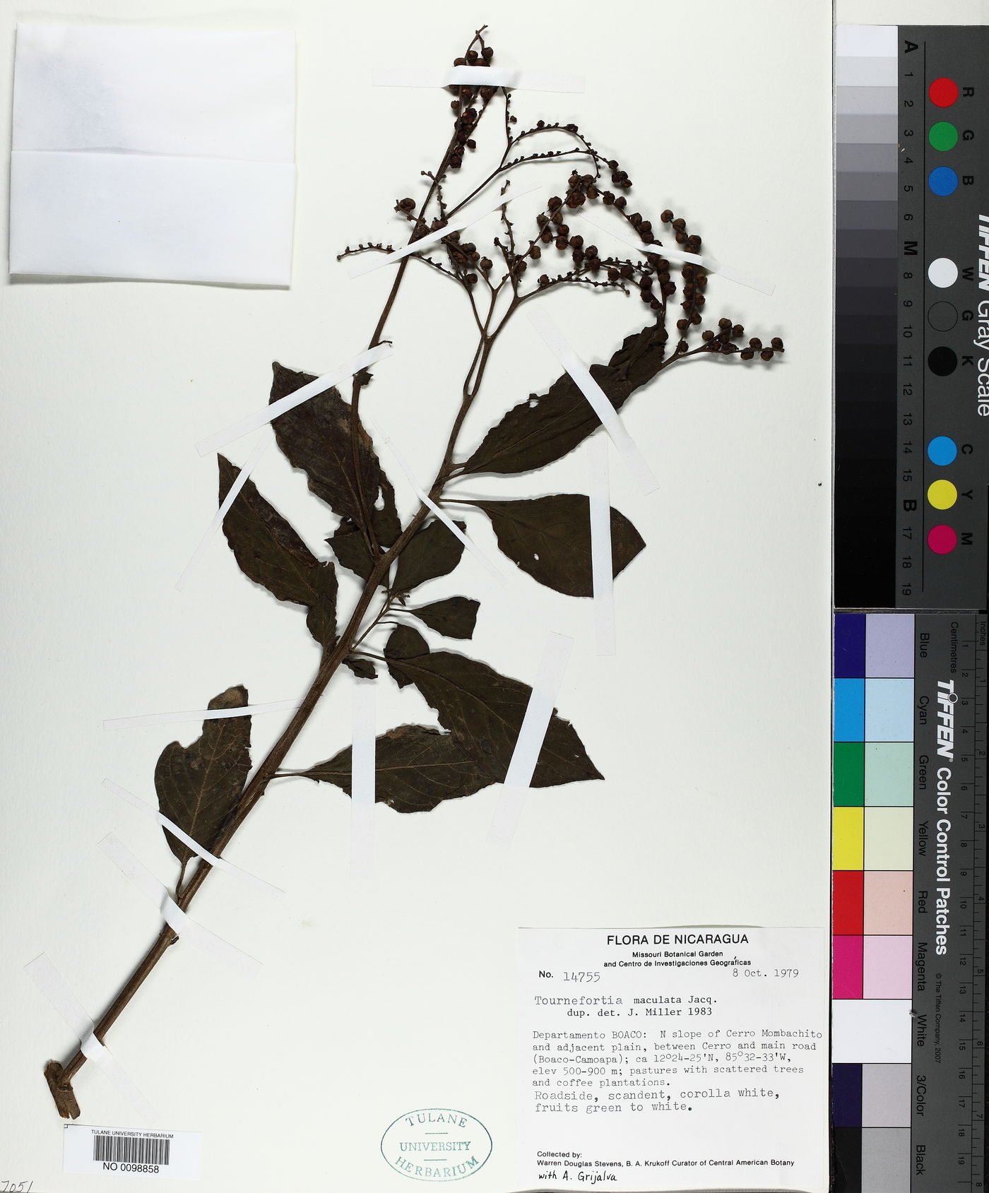 Tournefortia maculata image