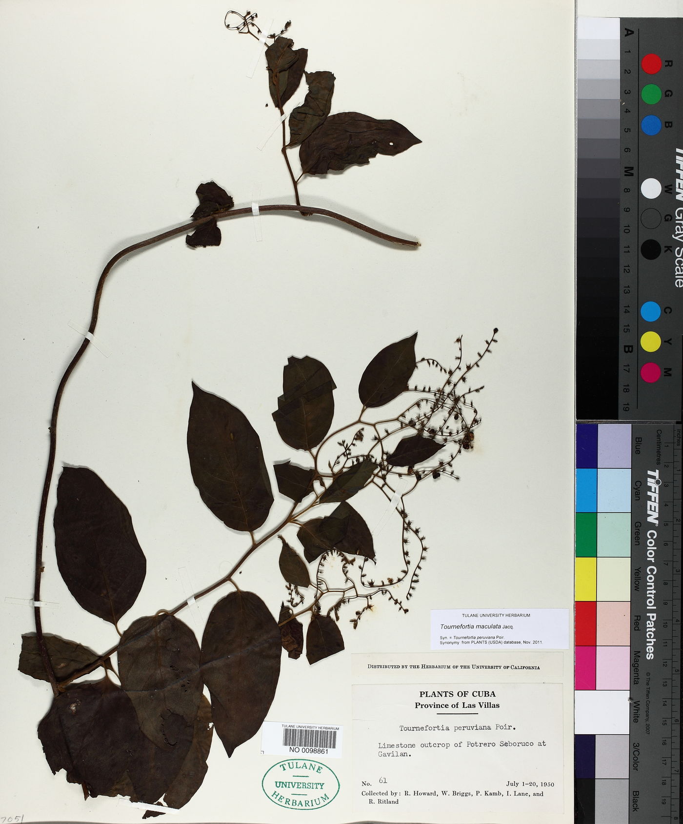 Tournefortia maculata image