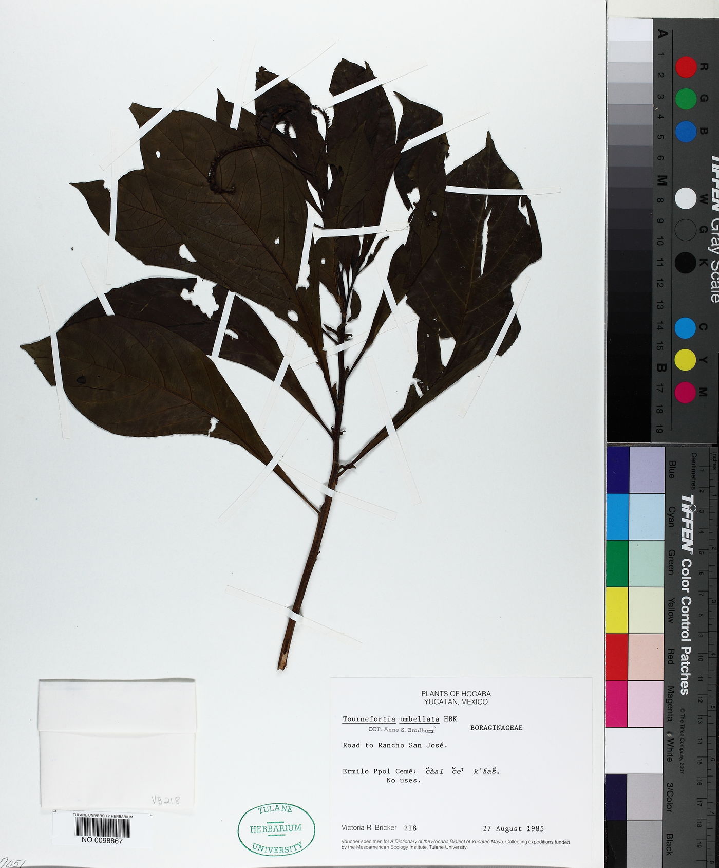 Tournefortia umbellata image