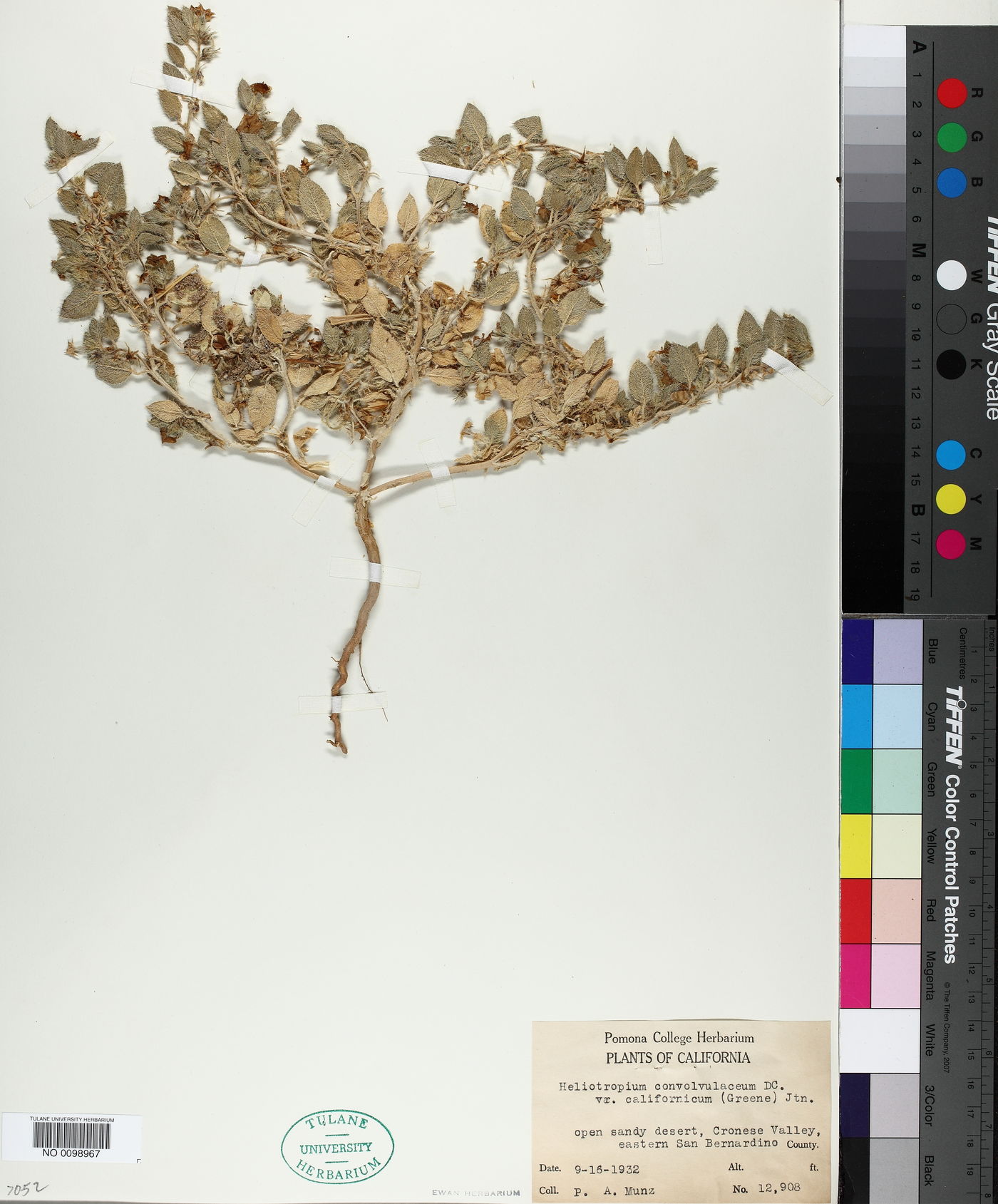 Heliotropium convolvulaceum var. californicum image