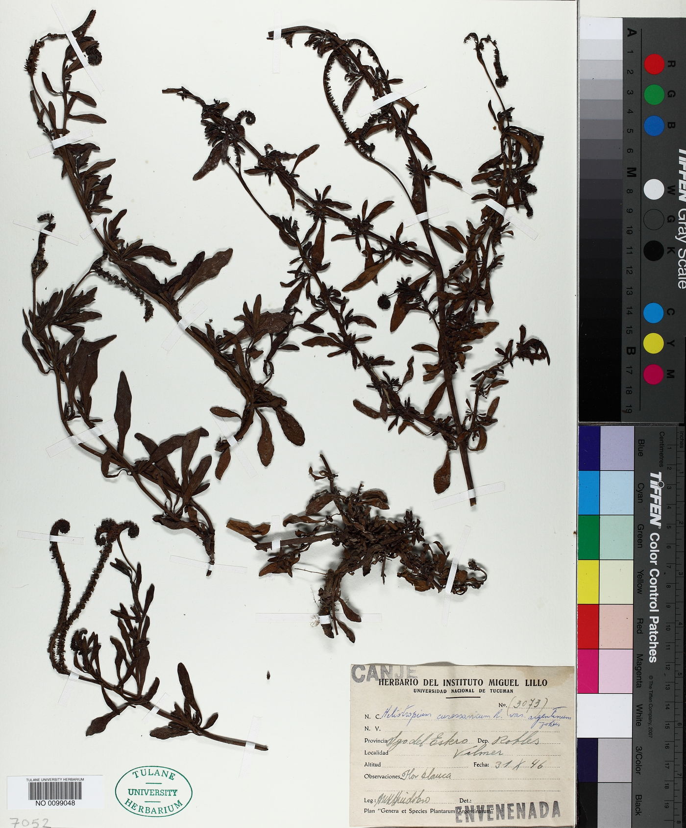 Heliotropium curassavicum var. argentinum image