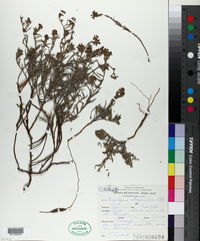 Image of Euploca chrysantha