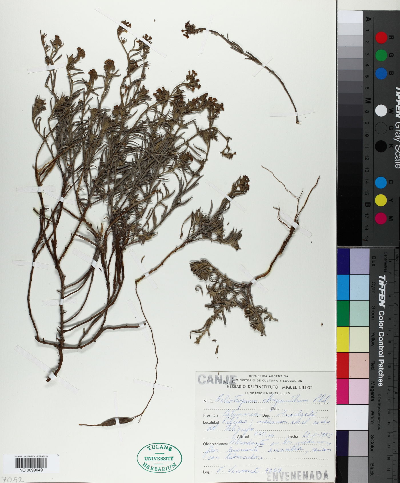 Euploca chrysantha image