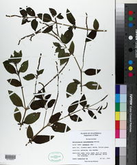 Image of Heliotropium angiospermum