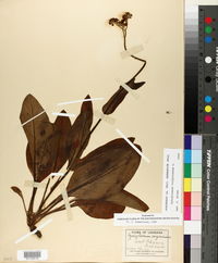 Cynoglossum virginianum image