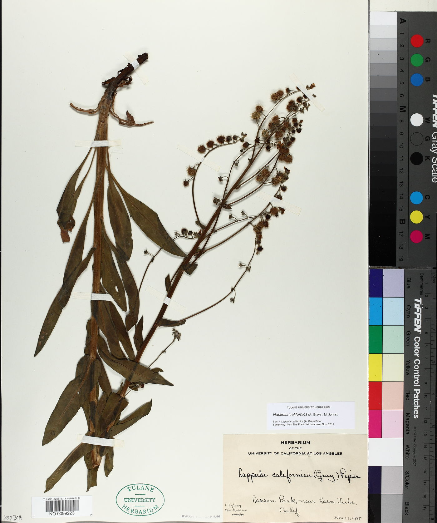 Hackelia californica image