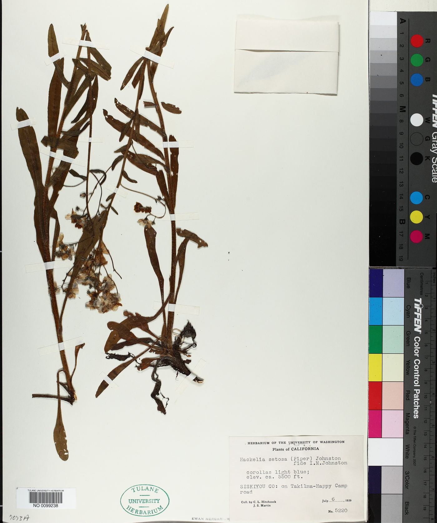Hackelia setosa image