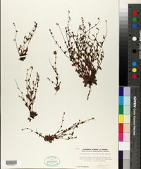 Plagiobothrys uncinatus image