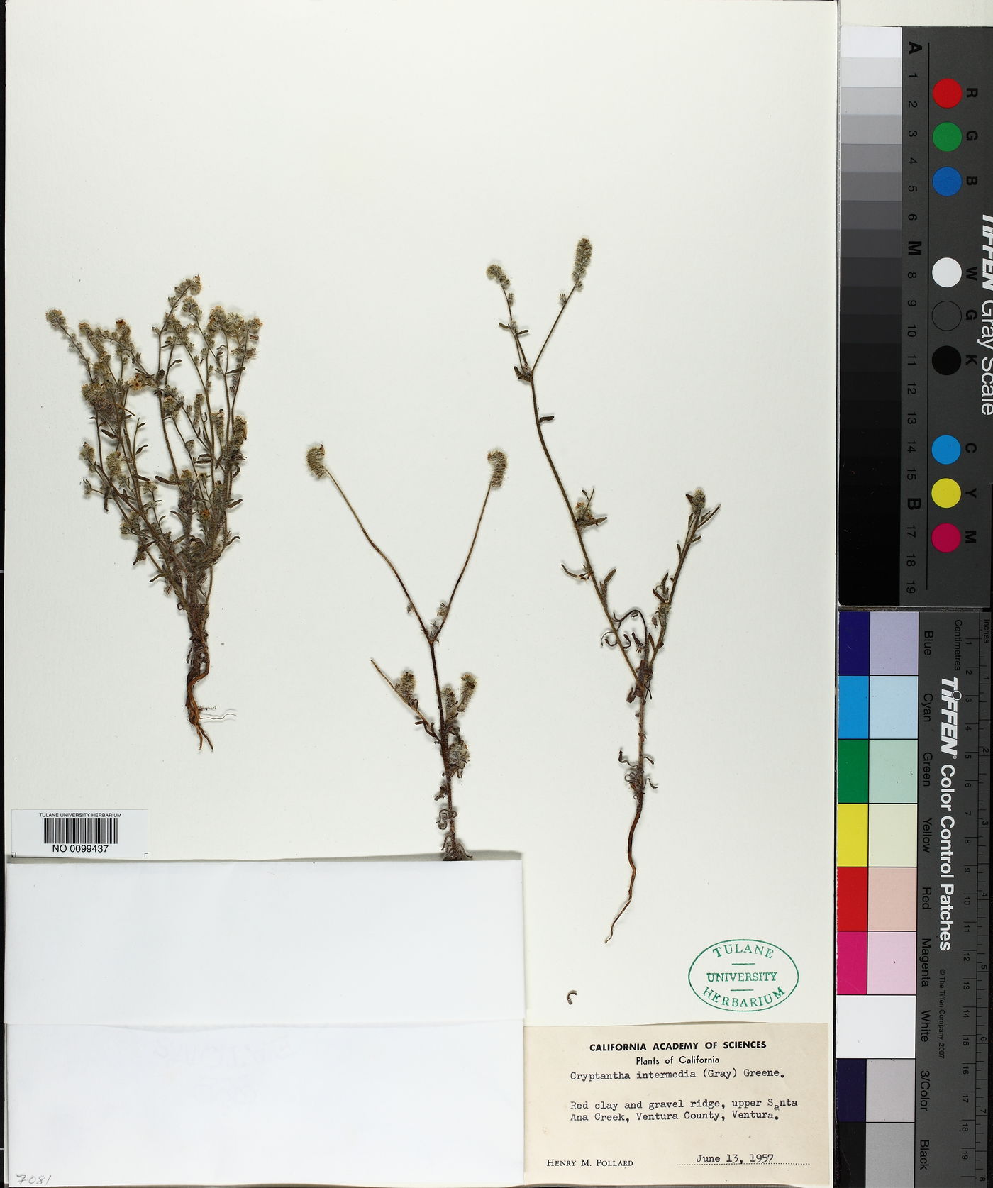 Cryptantha intermedia image