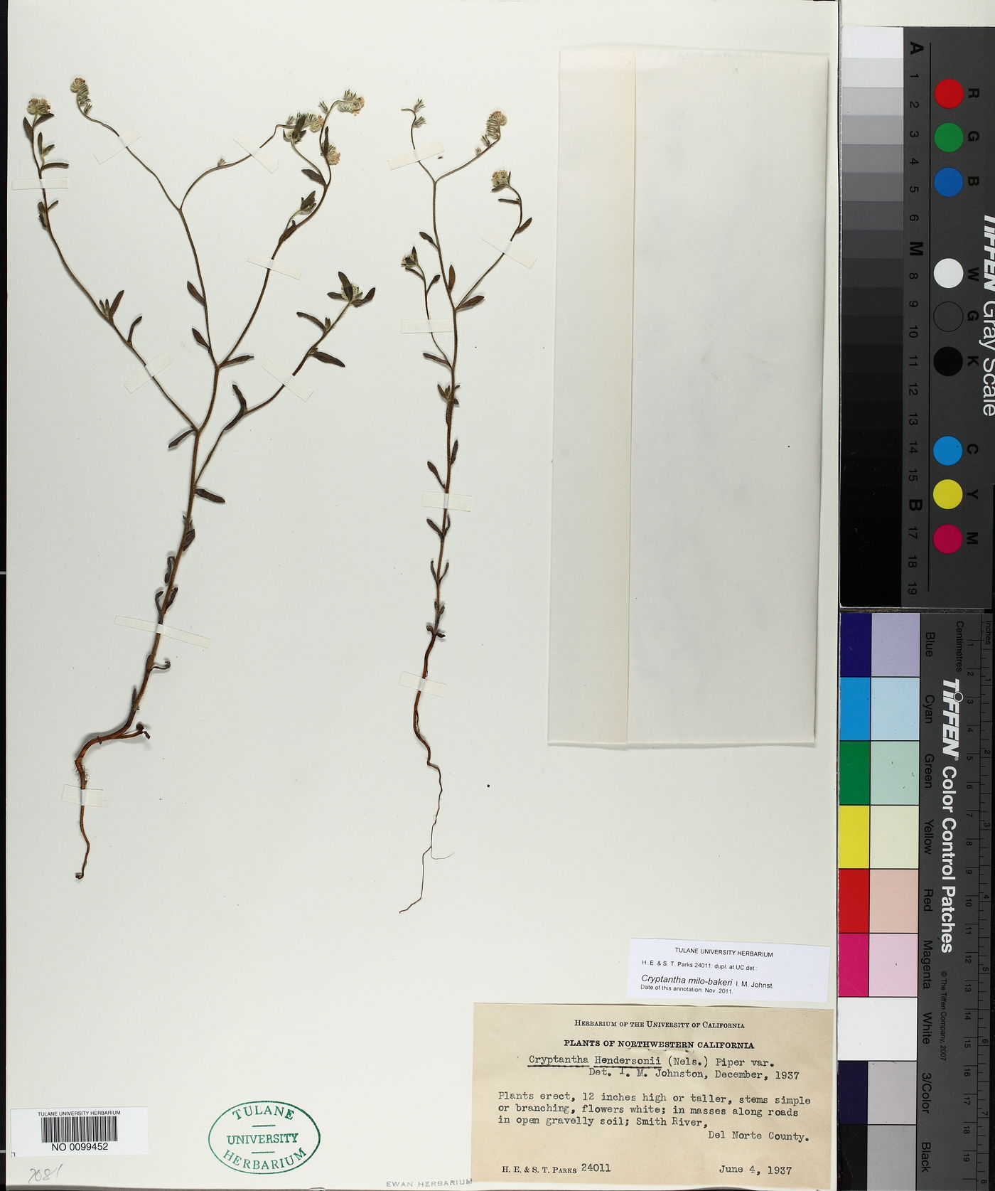 Cryptantha milobakeri image