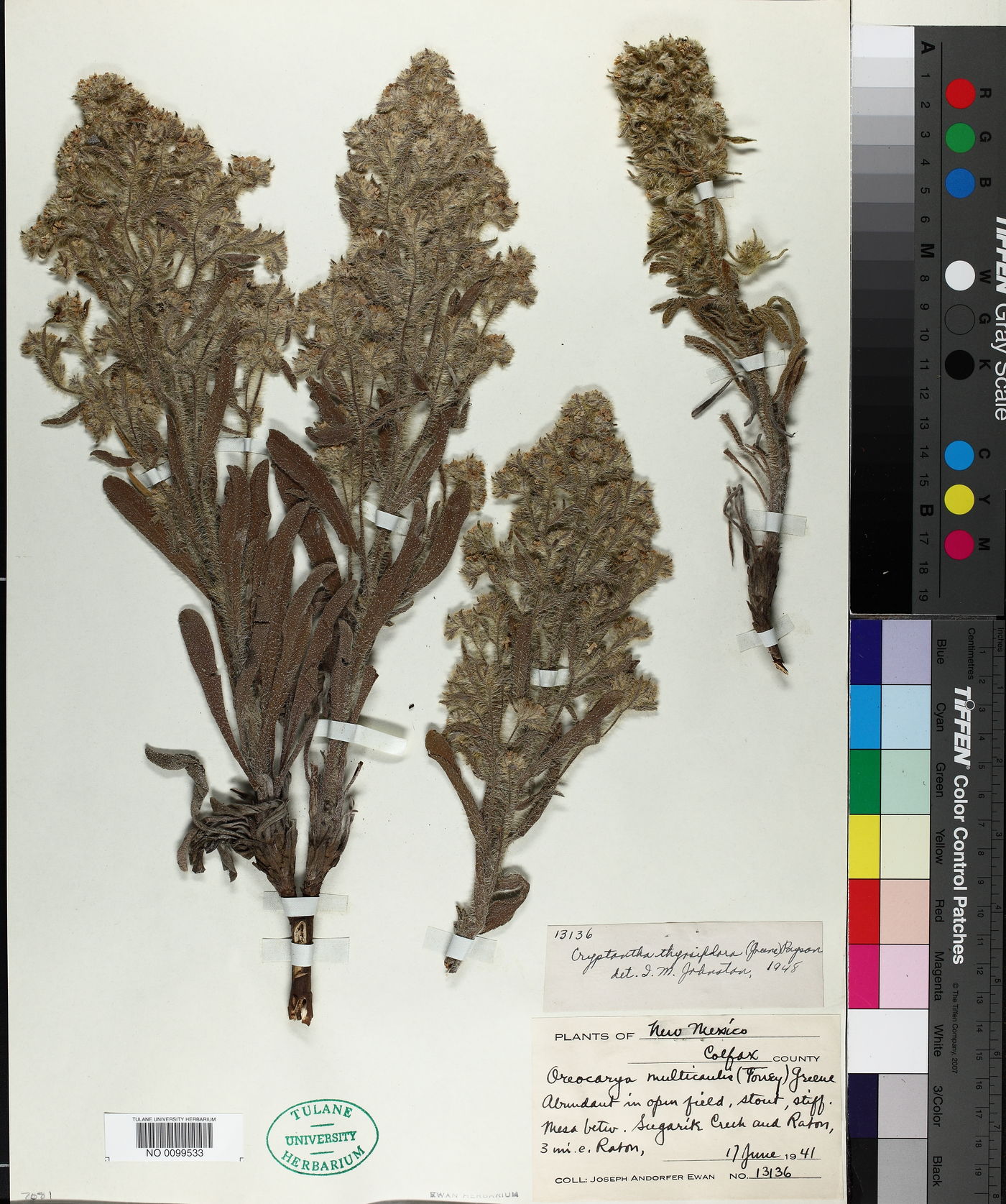Oreocarya thyrsiflora image