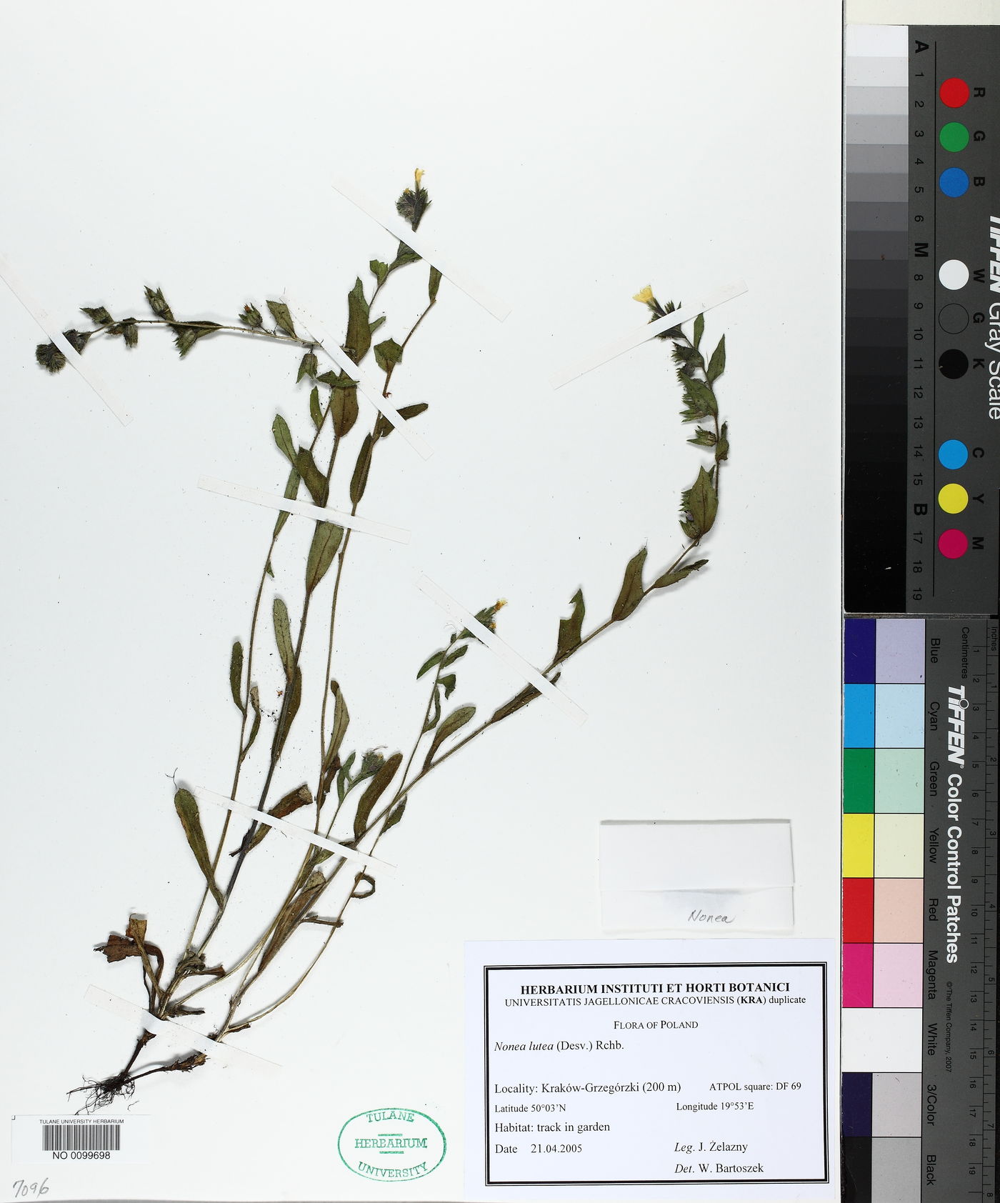 Nonea lutea image