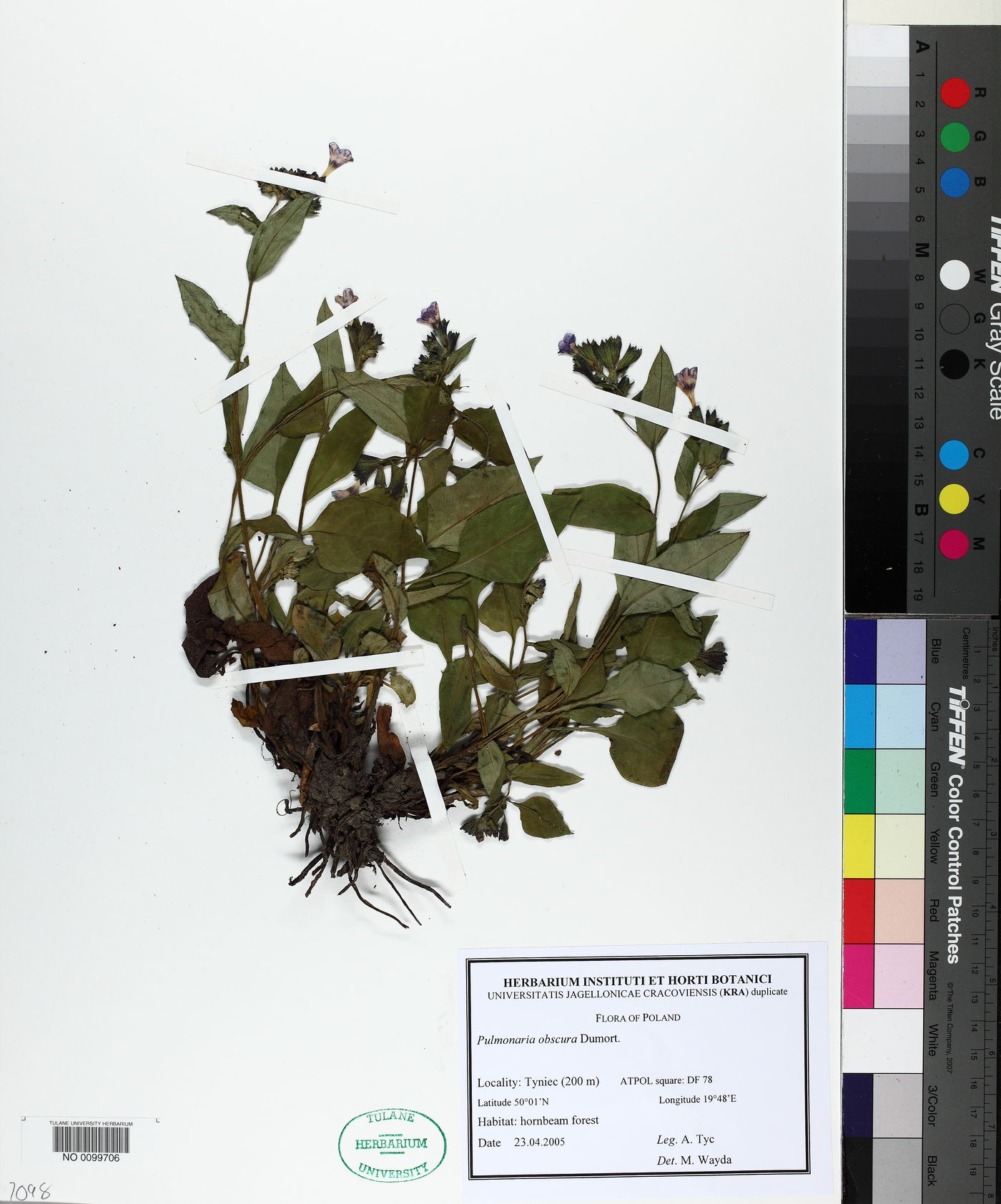 Pulmonaria obscura image