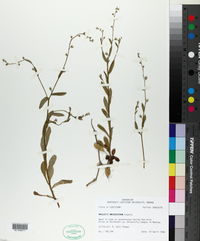 Myosotis macrosperma image