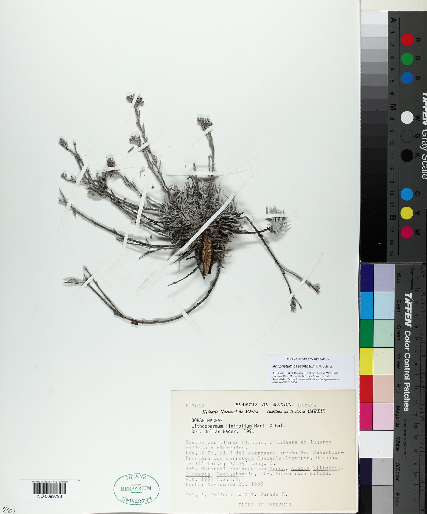 Antiphytum caespitosum image