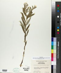 Lithospermum canescens image