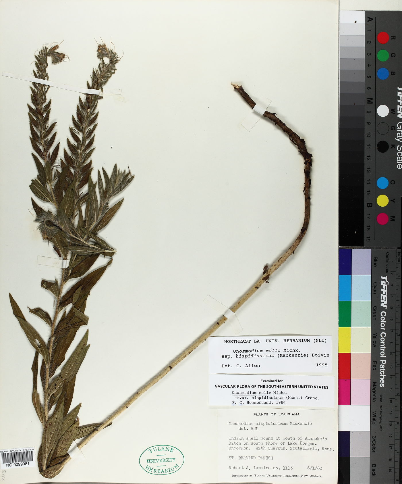 Lithospermum parviflorum image