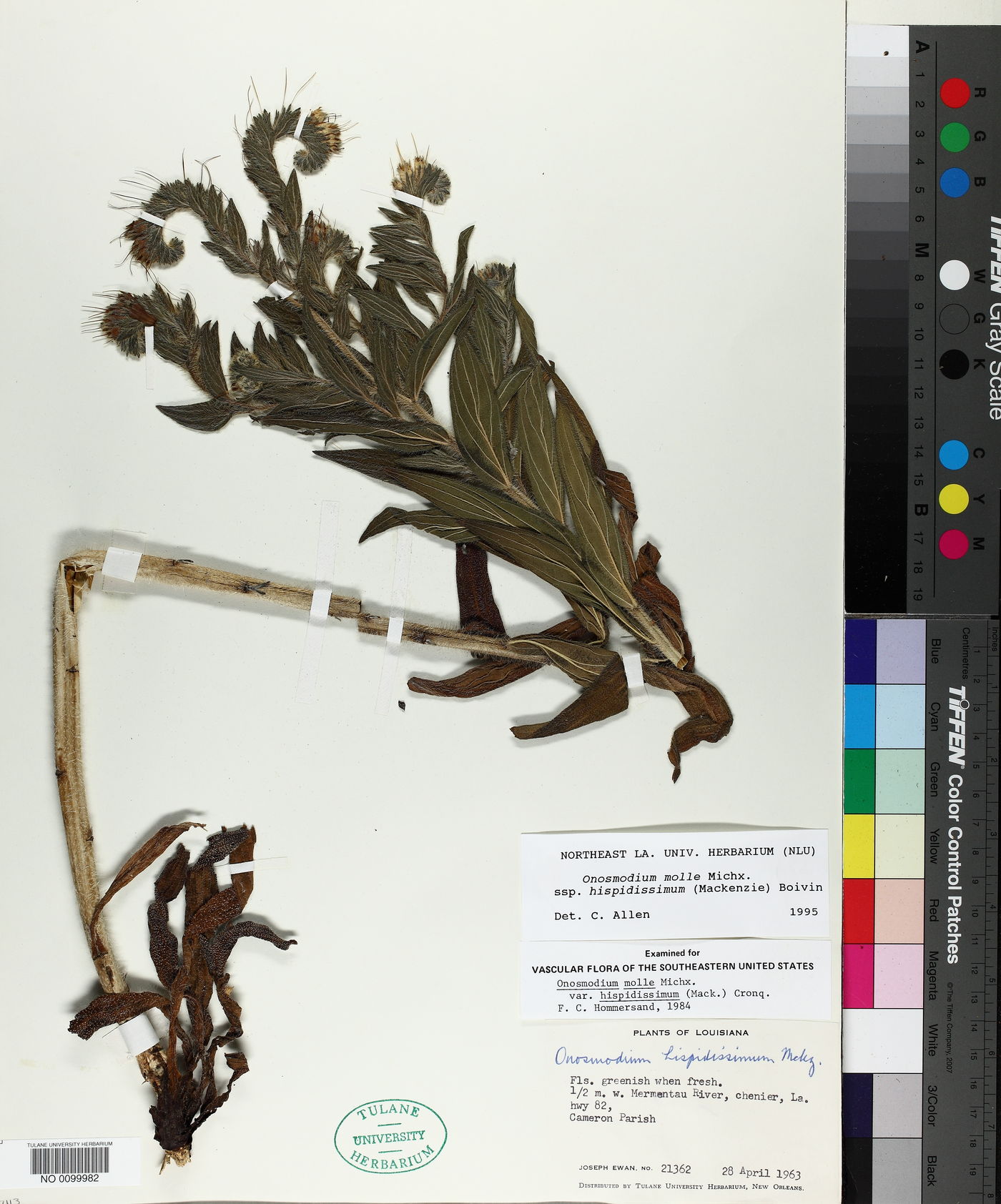 Lithospermum parviflorum image