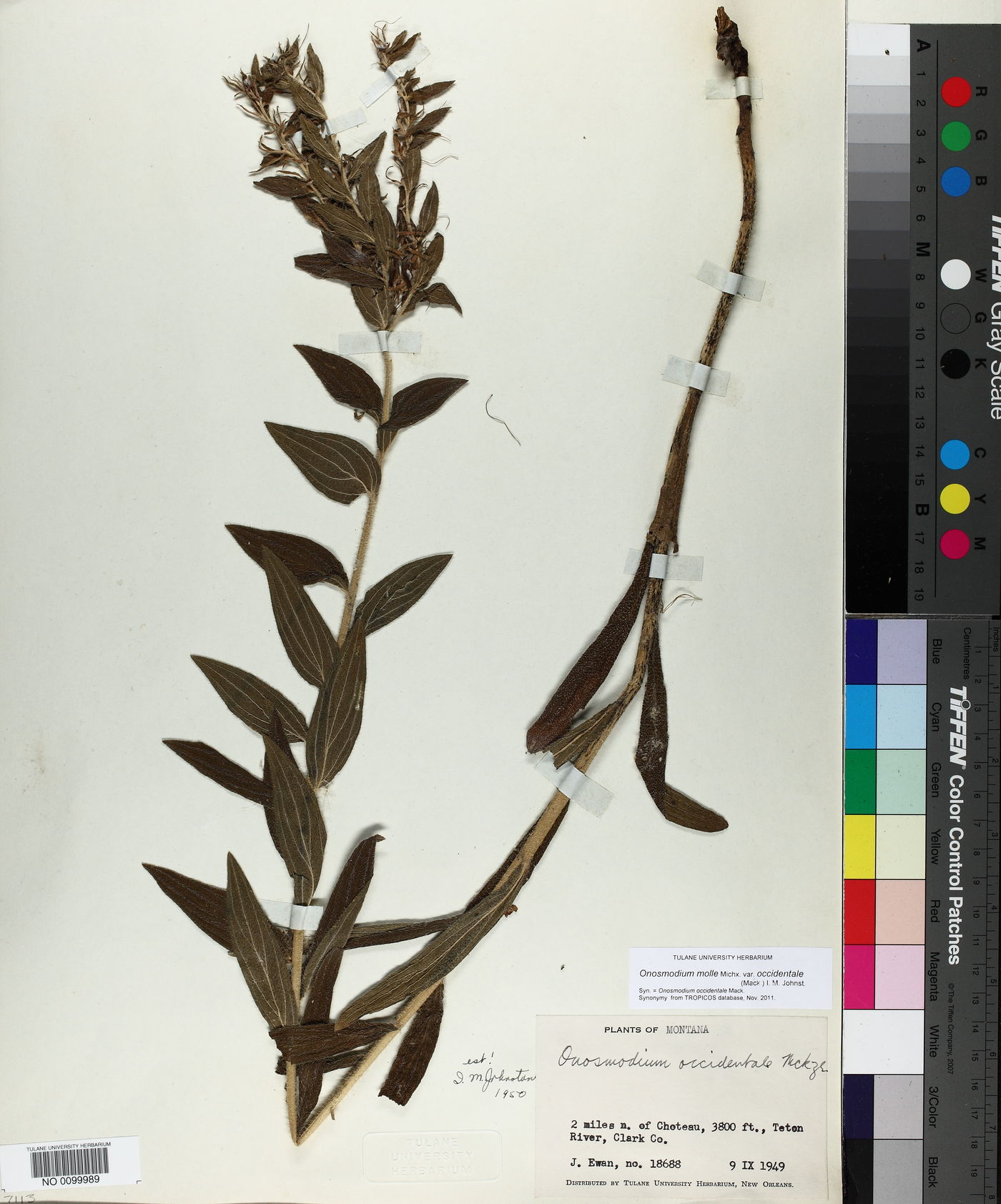 Lithospermum occidentale image