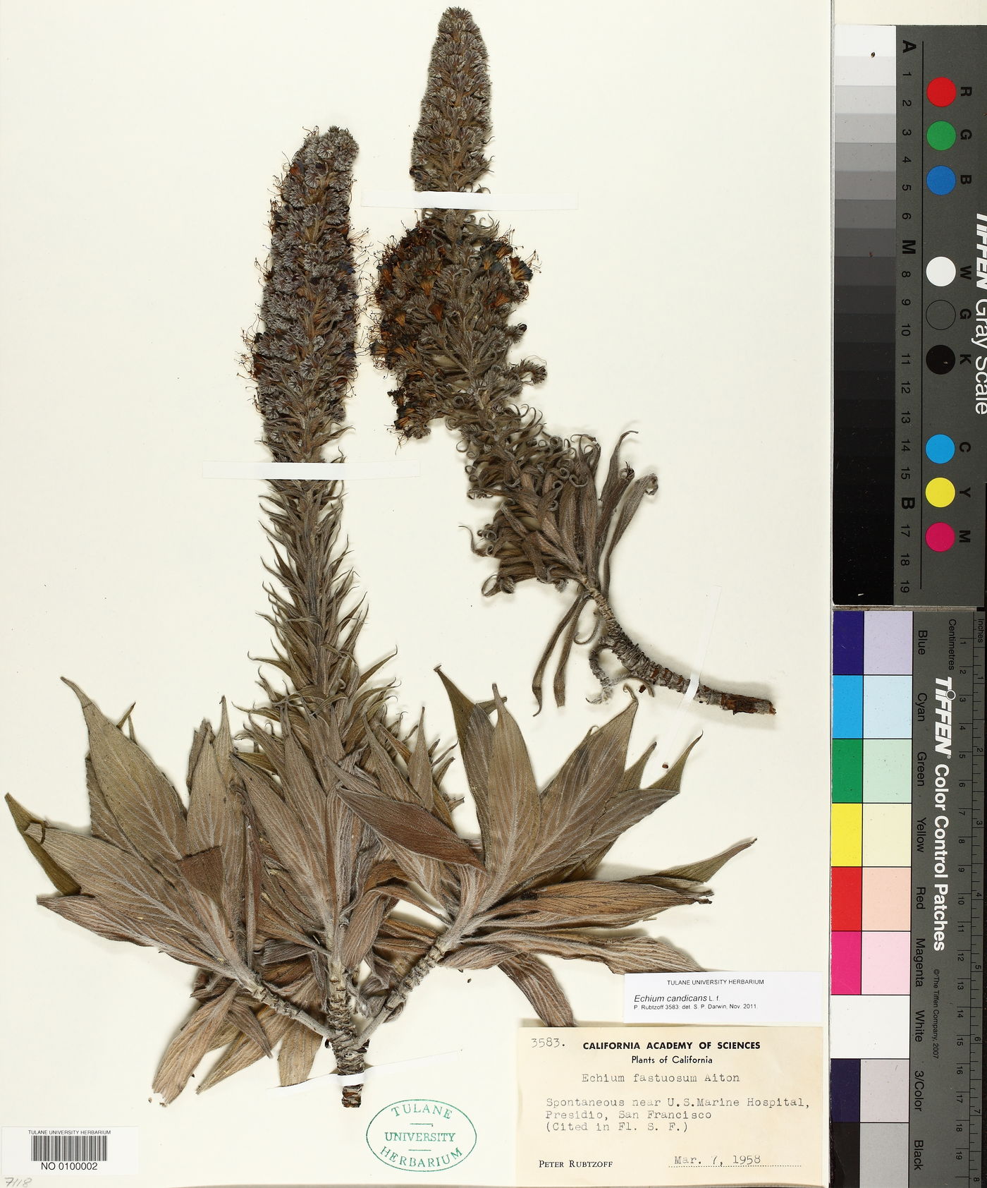 Echium candicans image