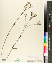 Verbena brasiliensis image