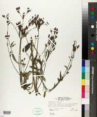 Verbena brasiliensis image