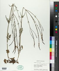 Verbena halei image