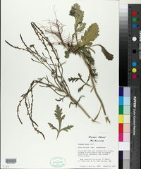 Verbena halei image