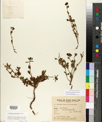 Image of Glandularia aurantiaca