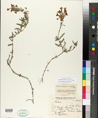 Image of Glandularia platensis