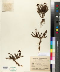 Image of Junellia tridactylites
