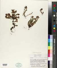 Image of Junellia micrantha