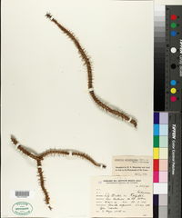 Image of Junellia seriphioides