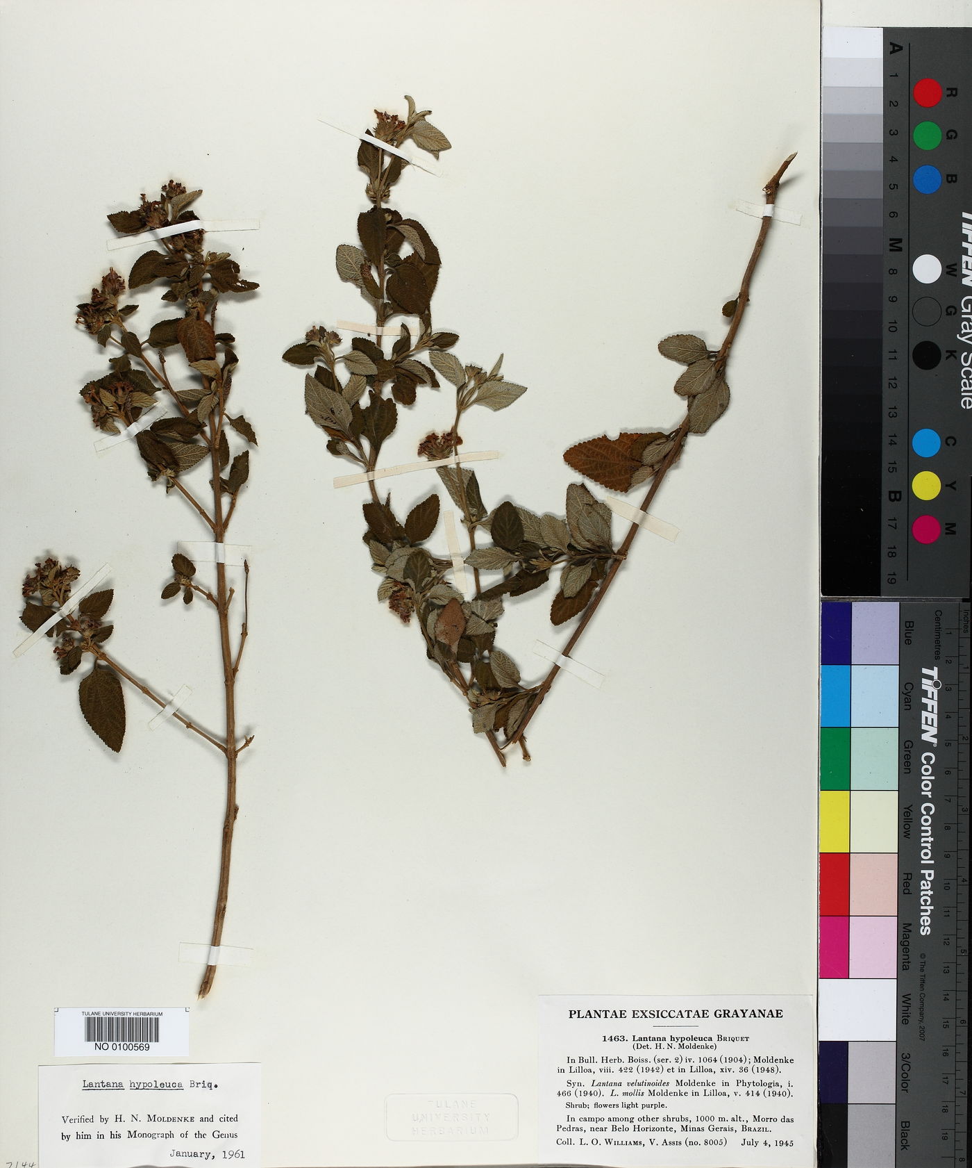 Lantana hypoleuca image