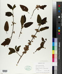 Lippia graveolens image