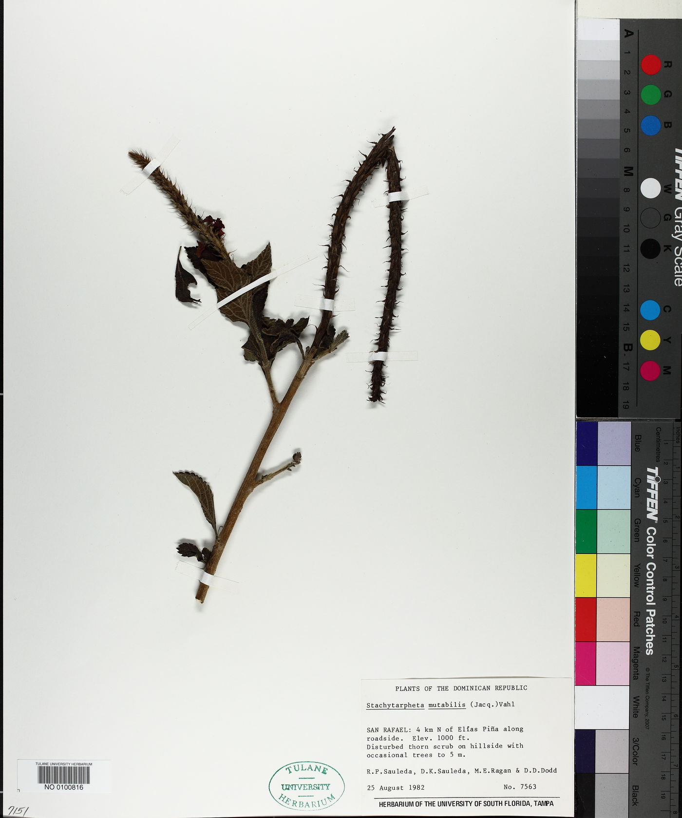 Stachytarpheta mutabilis image