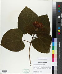 Image of Clerodendron bungei